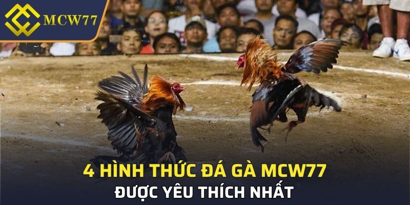 4 hình thức đá gà MCW77 được yêu thích nhất