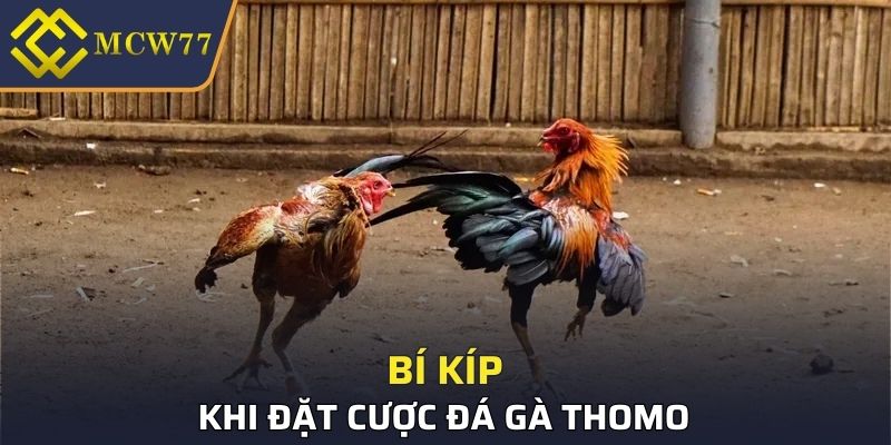 Bí kíp khi đặt cược đá gà Thomo