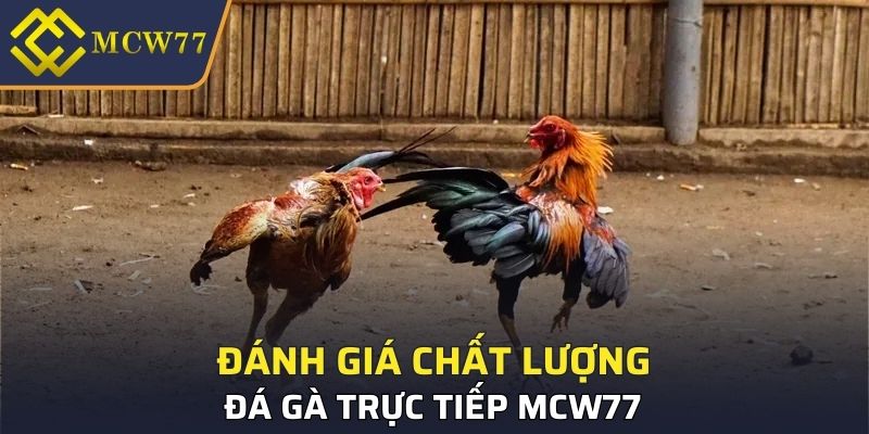 Đánh giá chất lượng đá gà trực tiếp MCW77