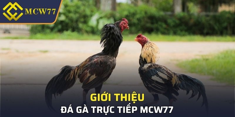 Giới thiệu đá gà trực tiếp MCW77