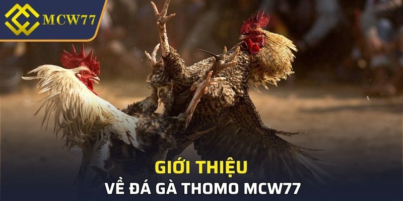 Giới thiệu về đá gà Thomo MCW77
