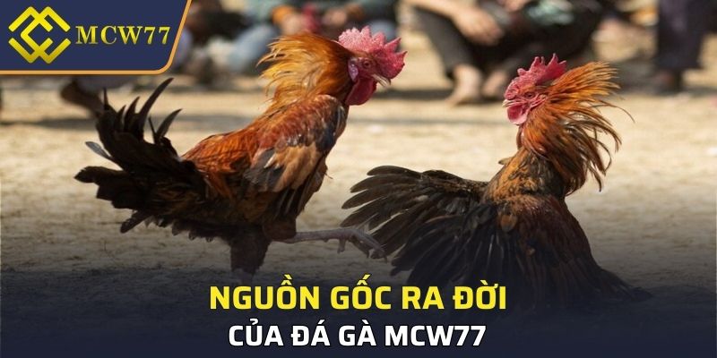 Nguồn gốc ra đời của đá gà MCW77