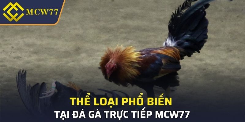Thể loại phổ biến tại đá gà trực tiếp MCW77