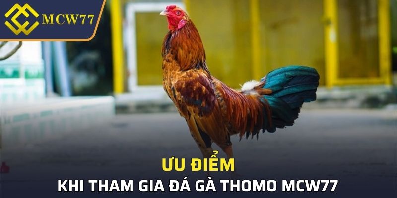 Ưu điểm khi tham gia đá gà Thomo MCW77